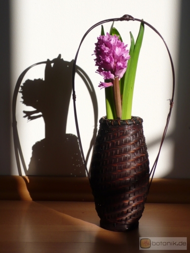 Hyacinthus orientalis -- Hyazinthe